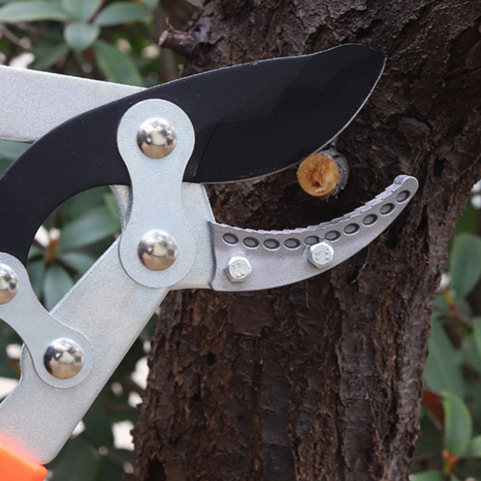 กรรไกรตัดกิ่งแบบยืดหดได้ ใบมีด - Gardening Tools บทวิจารณ์และราคา